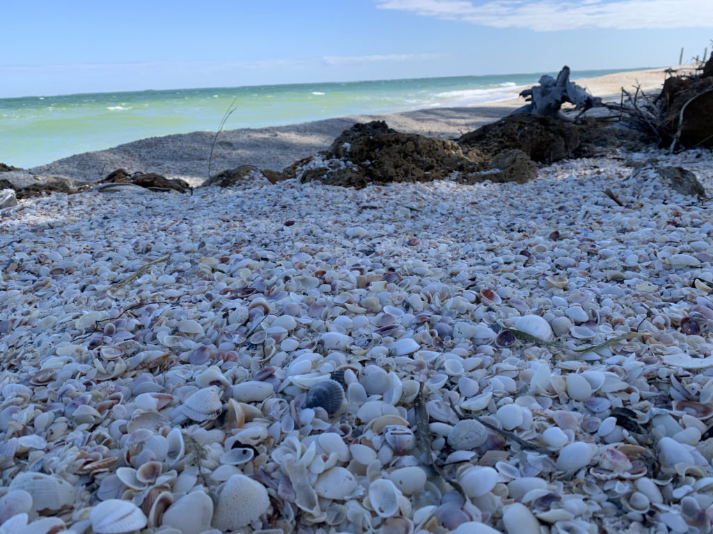 a beach with shells and rocks