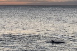 a group of people watching a dolphin in the water