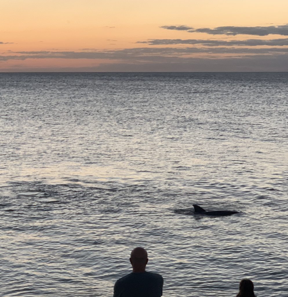 a group of people watching a dolphin in the water