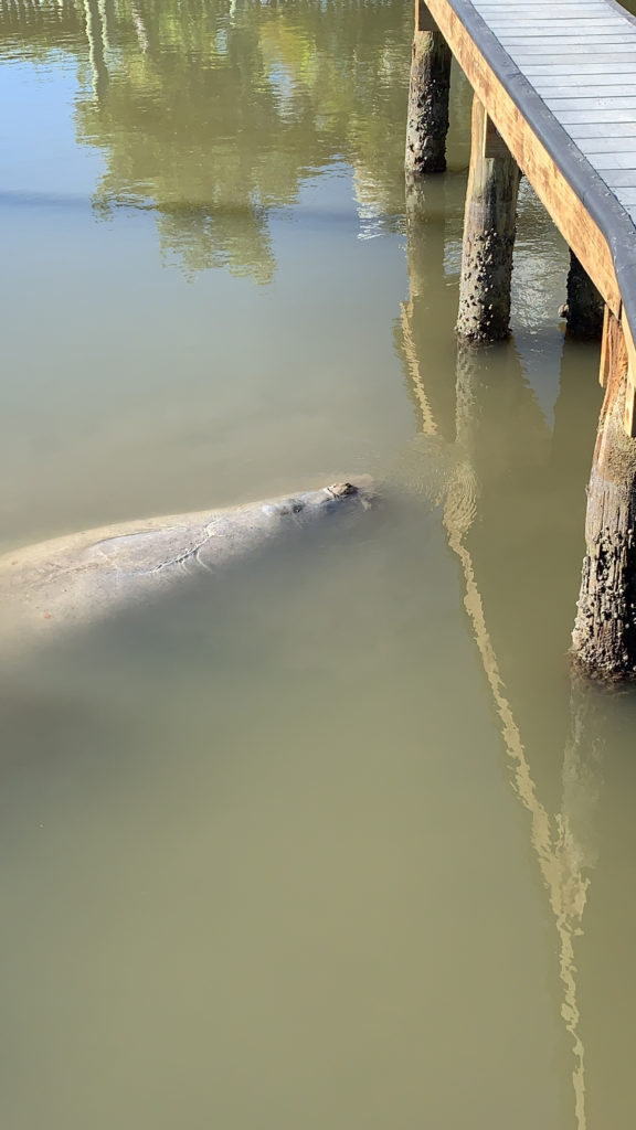 a dolphin in the water