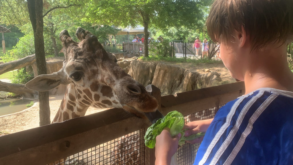 a child feeding a giraffe