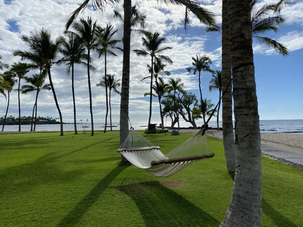 a hammock between palm trees