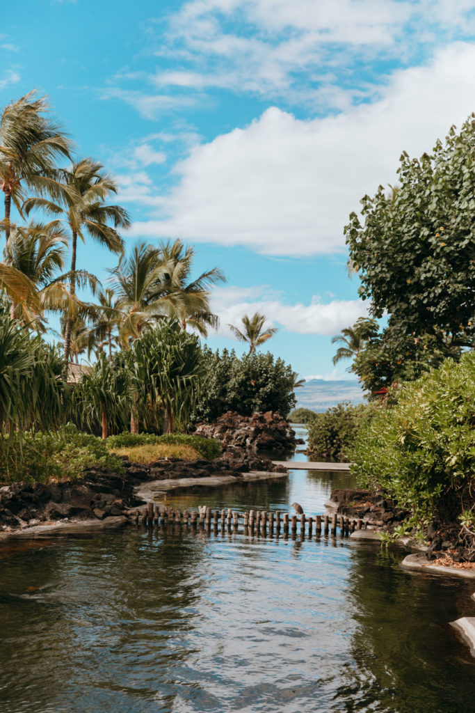 a body of water with trees and bushes