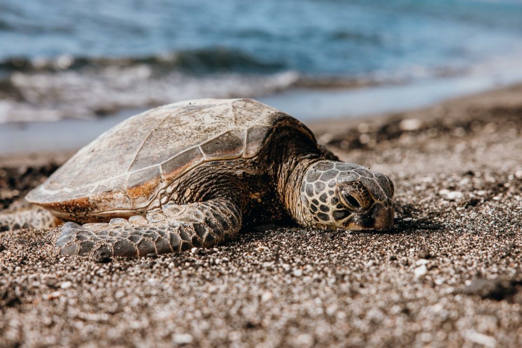 a turtle on the beach