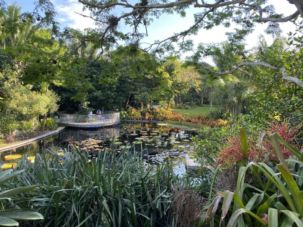 a pond with lily pads and trees