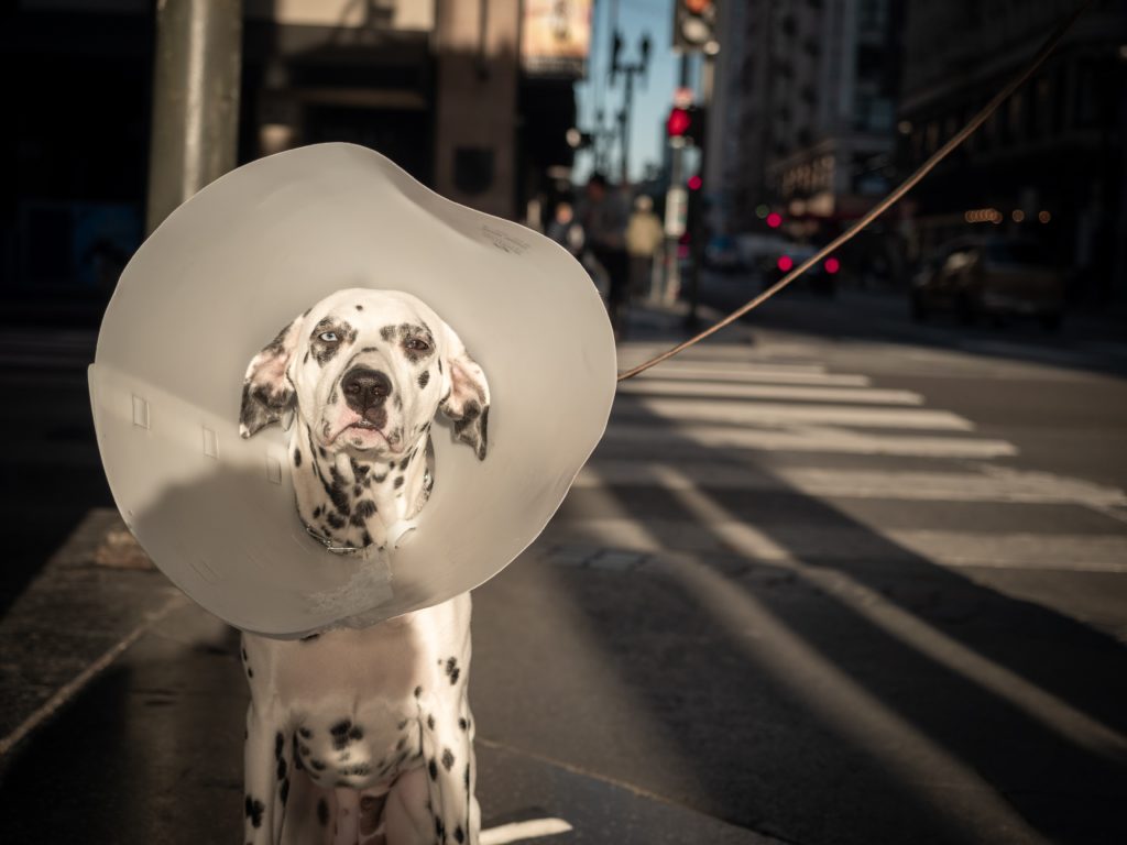 a dog wearing a cone on a leash