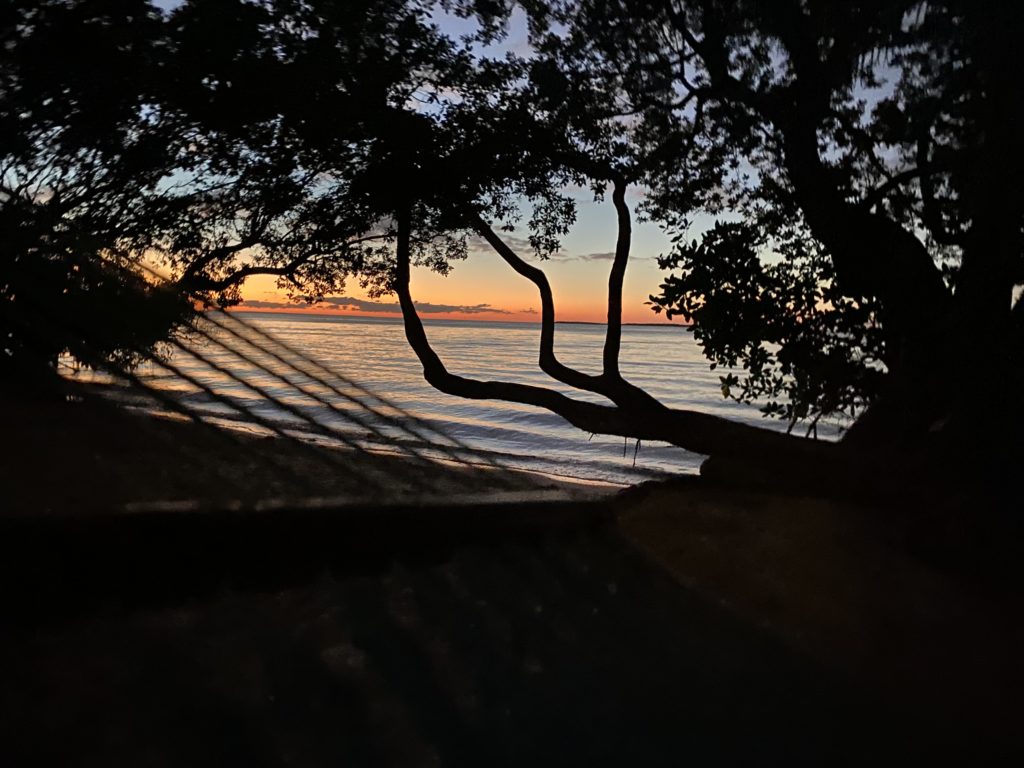 a tree with a sunset behind it