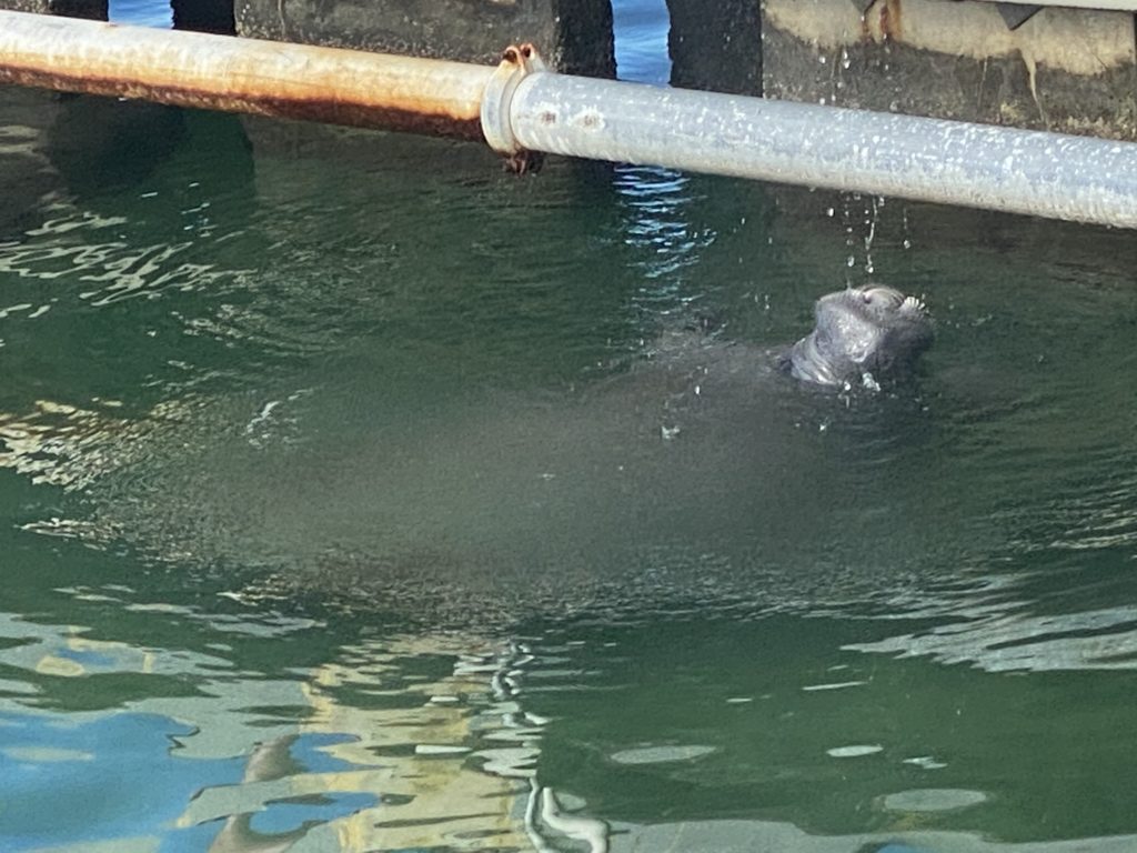 a seal in the water