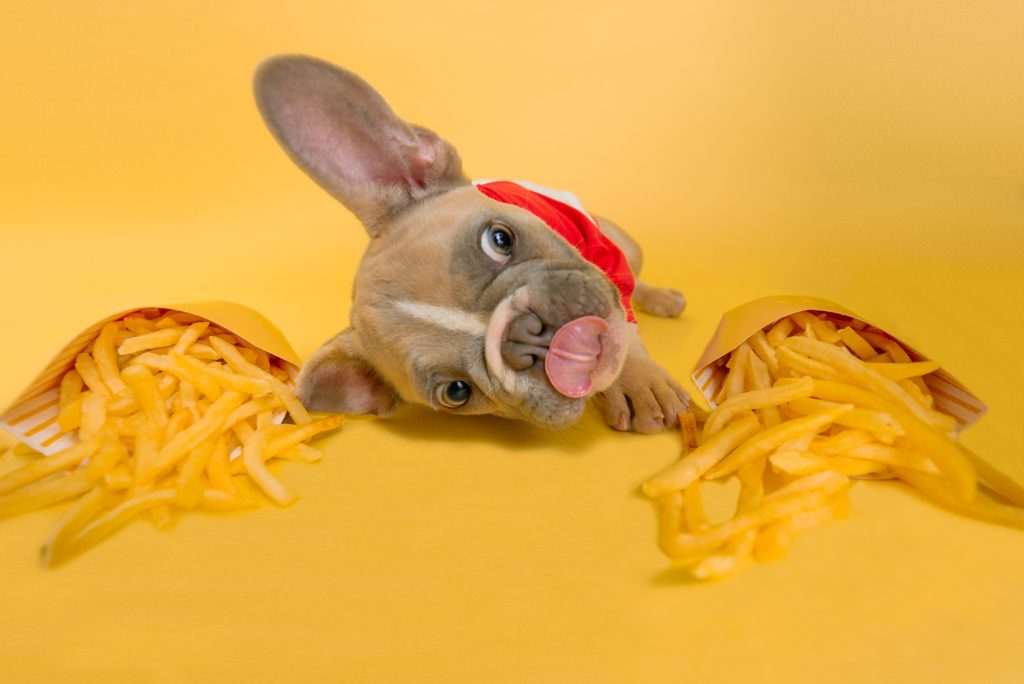a dog with a red shirt and a bag of french fries