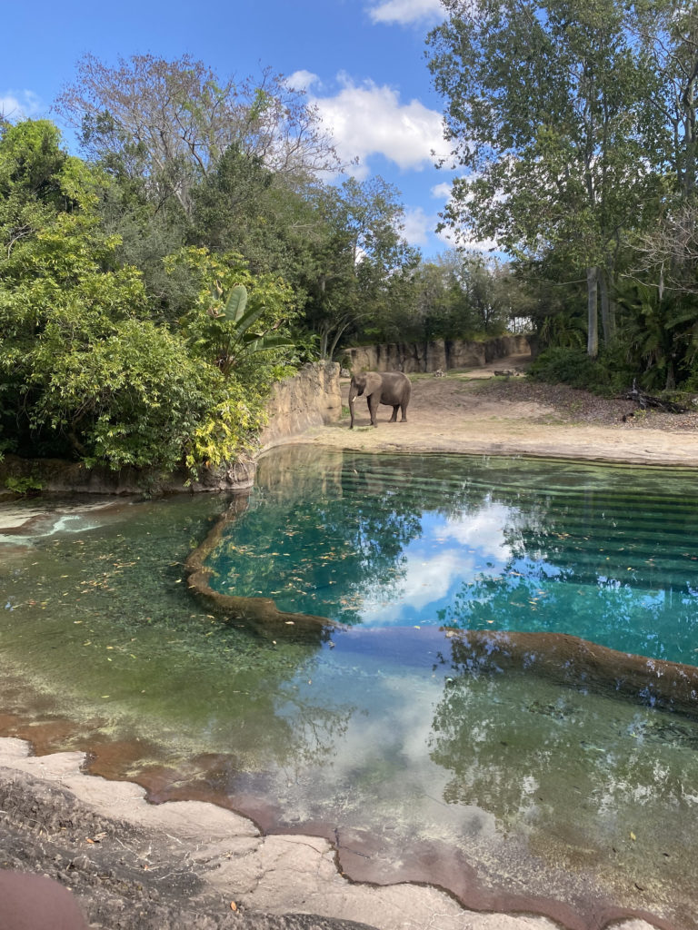 an elephant standing near a pool