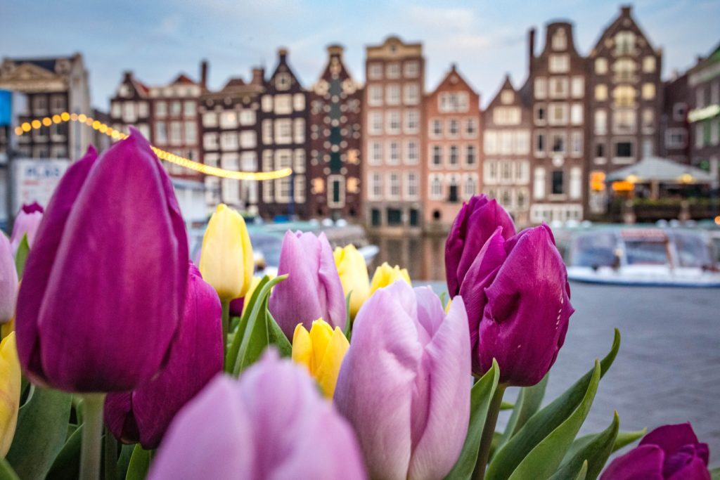 a group of purple and yellow tulips in front of a city