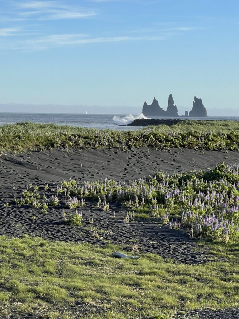 a beach with plants and rocks in the background