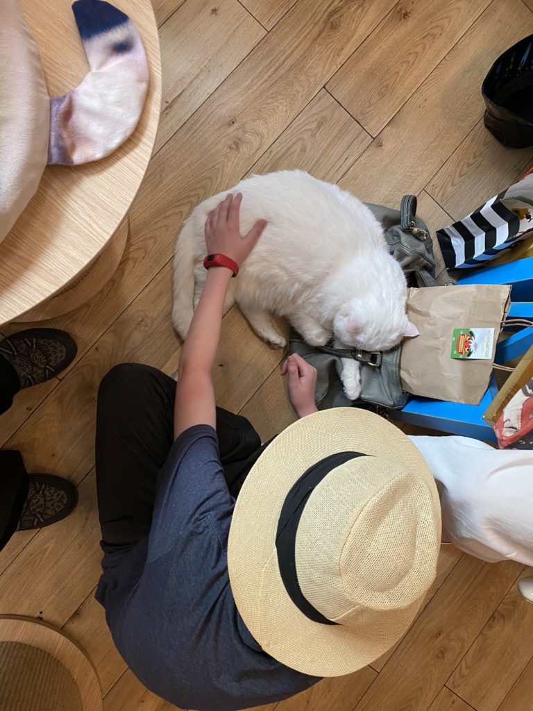 a person petting a cat