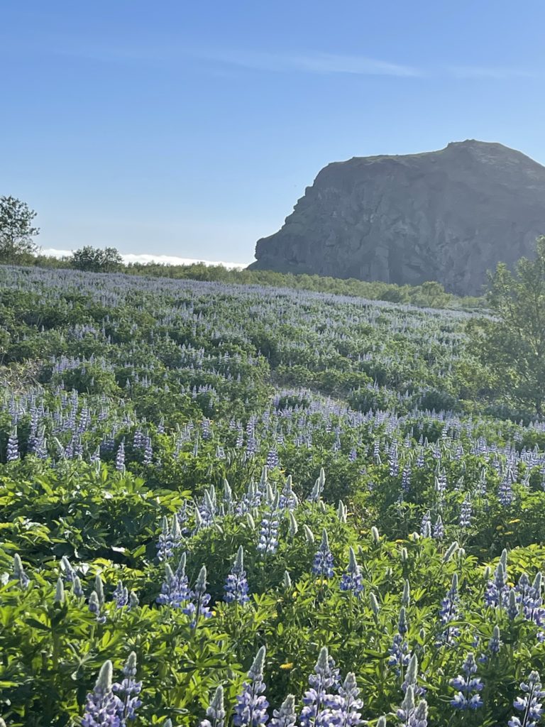 a field of purple flowers