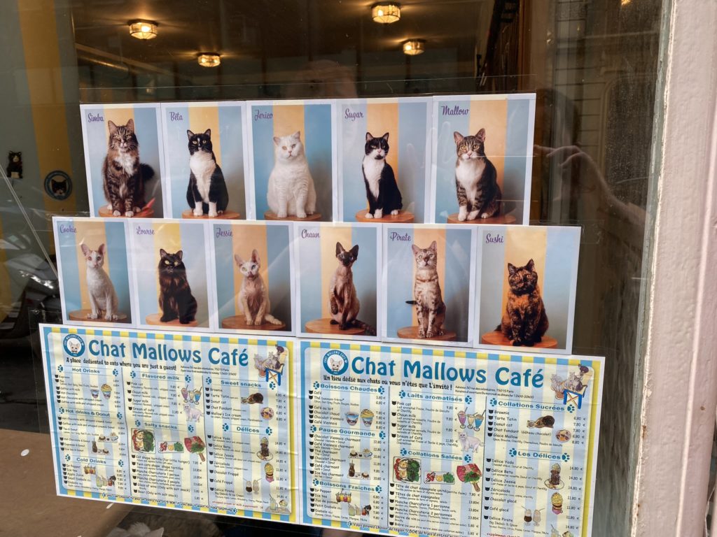 a poster of cats on a window