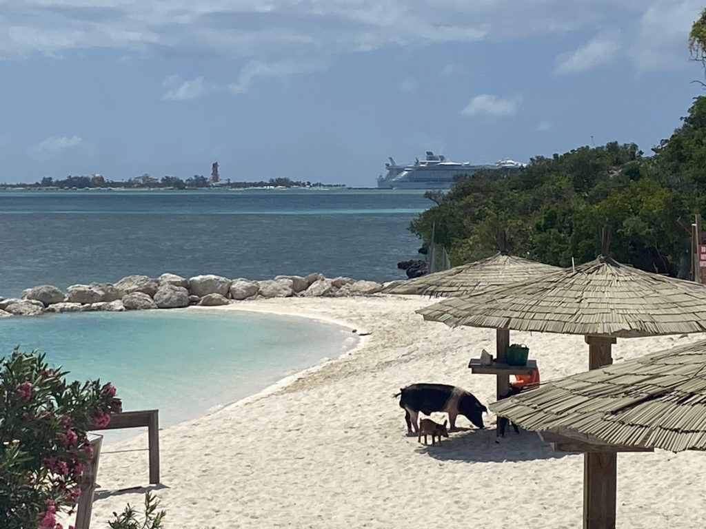a piglets on a beach