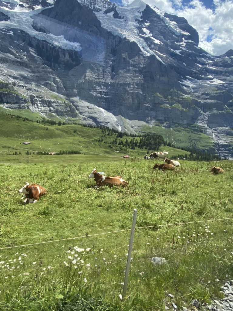 cows lying in a field