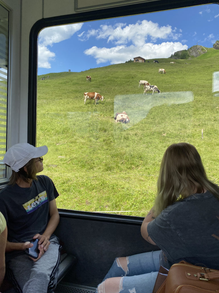 a group of people looking out a window at cows grazing on a grassy hill