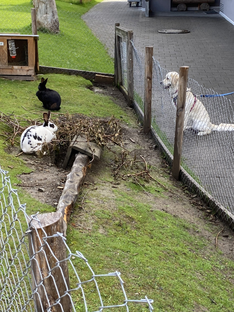a group of animals in a fenced area