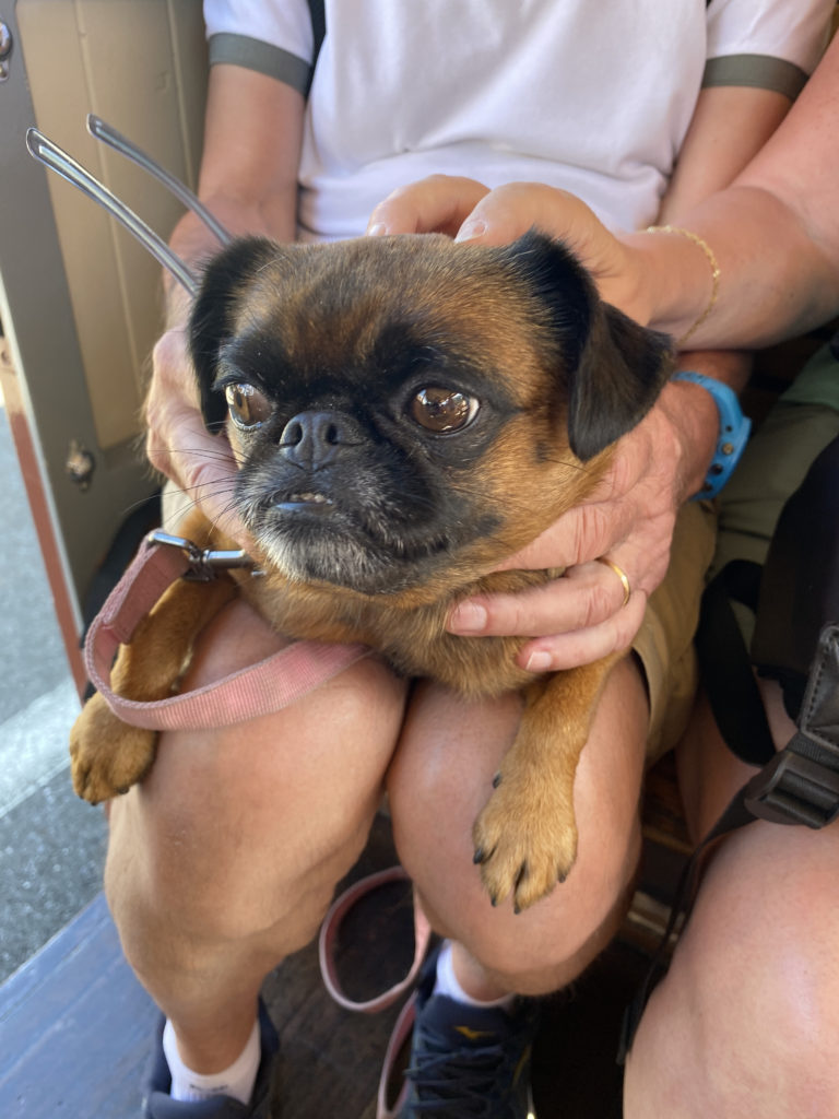 a person holding a dog