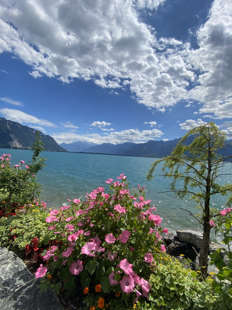 flowers and flowers by the water