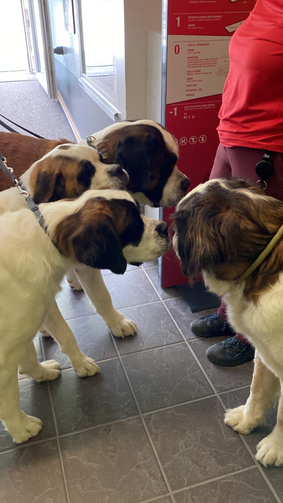 a group of dogs on leashes
