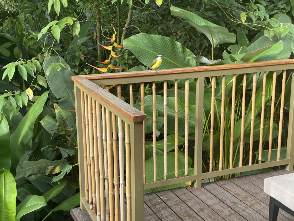 a bird on a railing