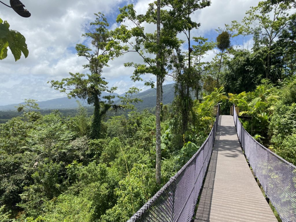 a bridge over a forest