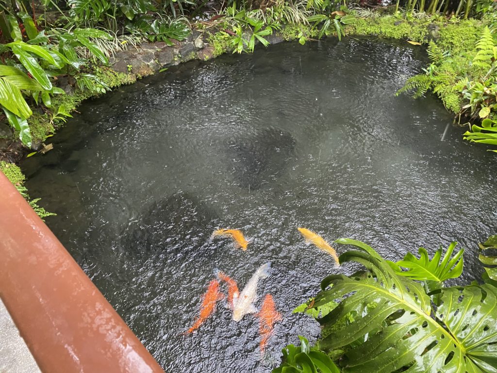 a pond with fish in it