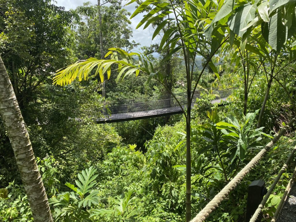 a bridge over a forest