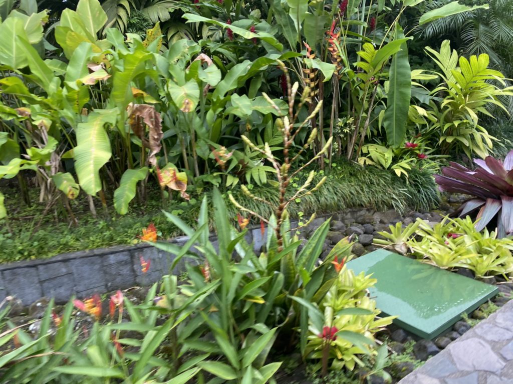 a garden with plants and a stone wall