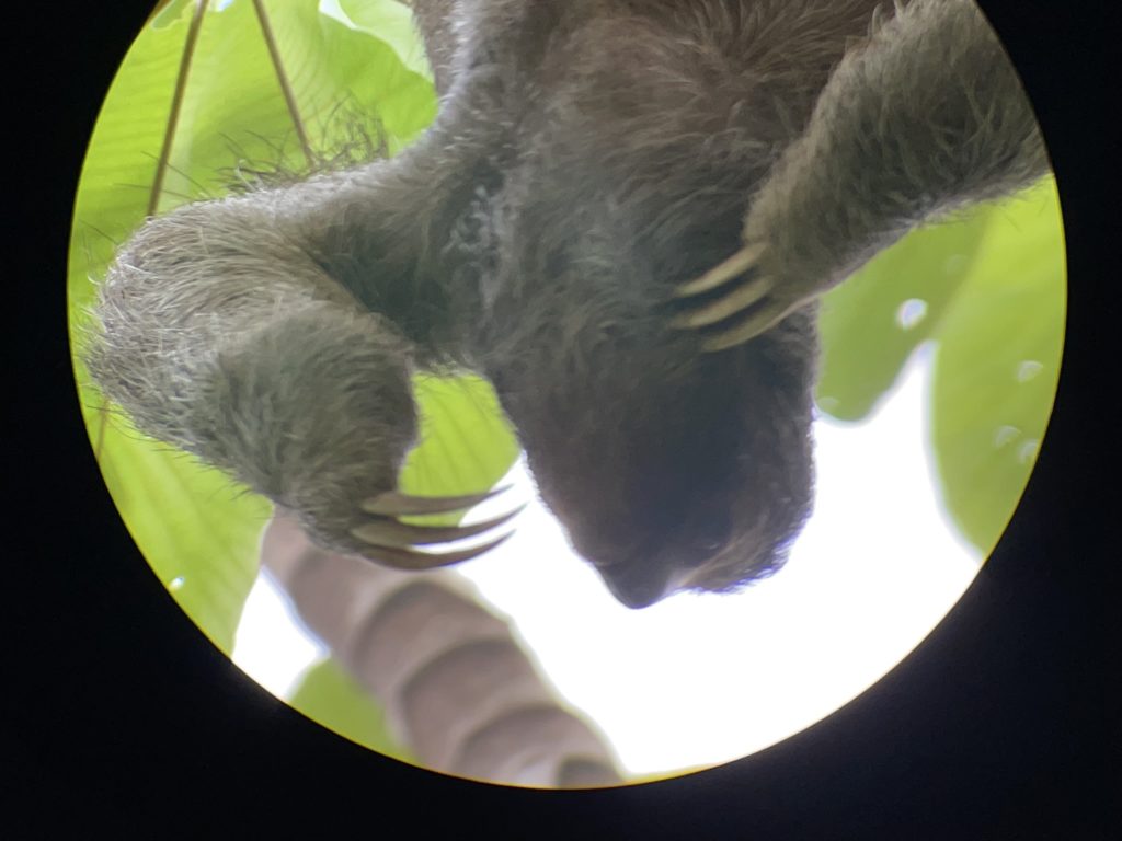 a sloth from a tree