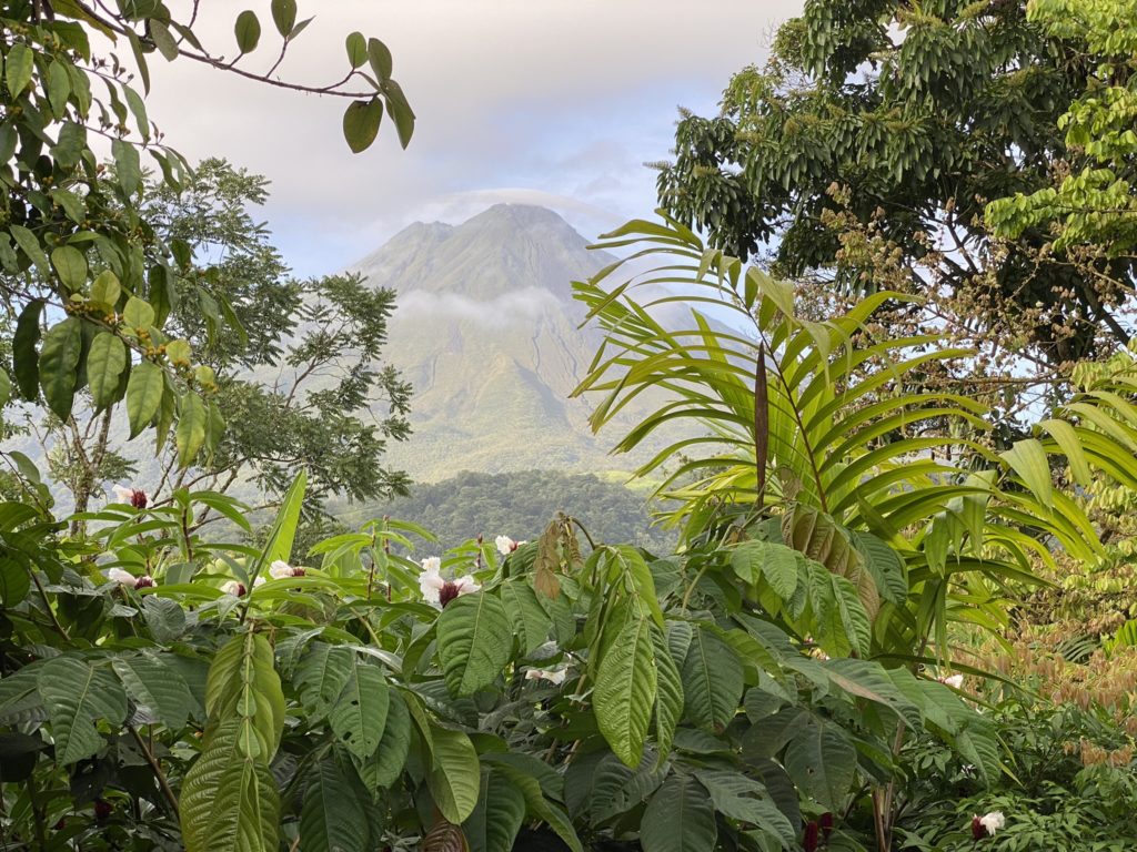 a mountain with trees and plants