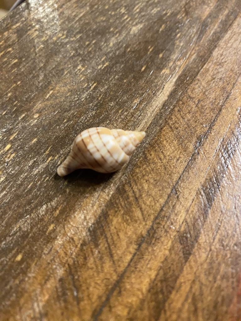 a shell on a wood surface
