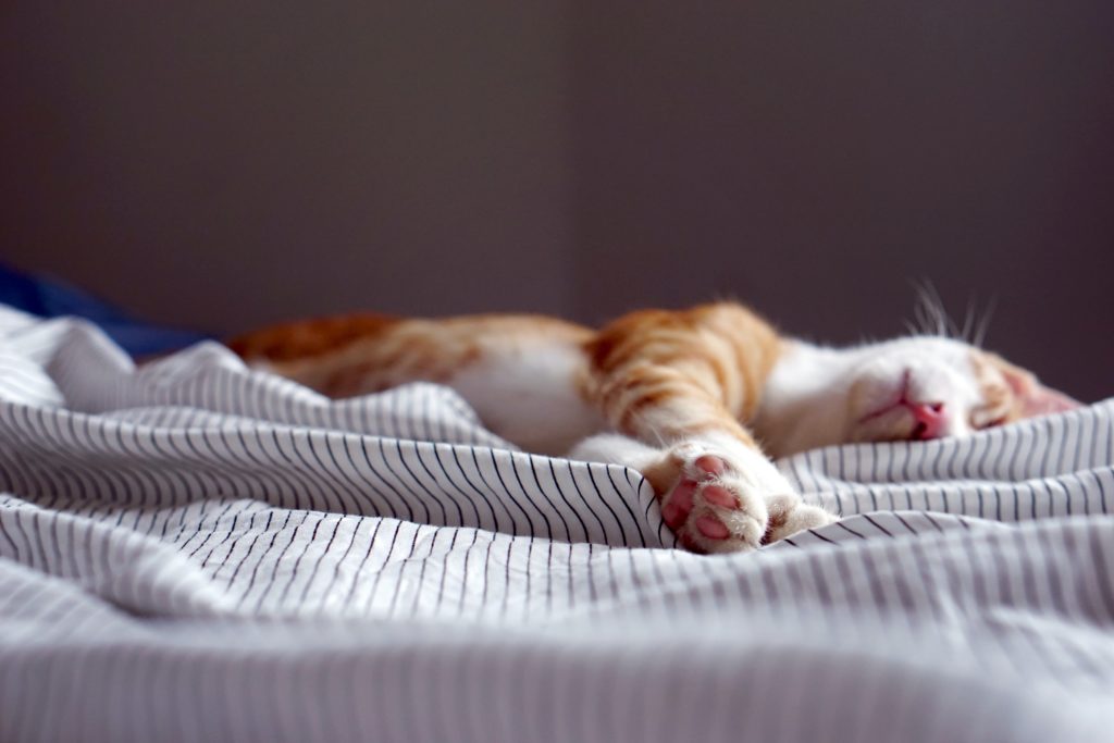 a cat lying on a bed