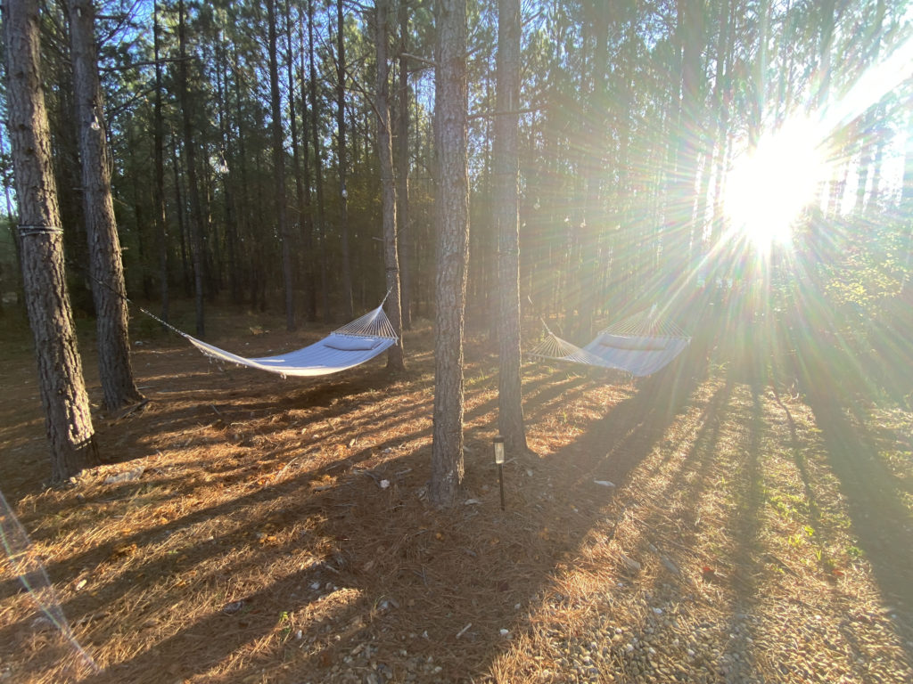 hammocks in the woods with the sun shining through the trees