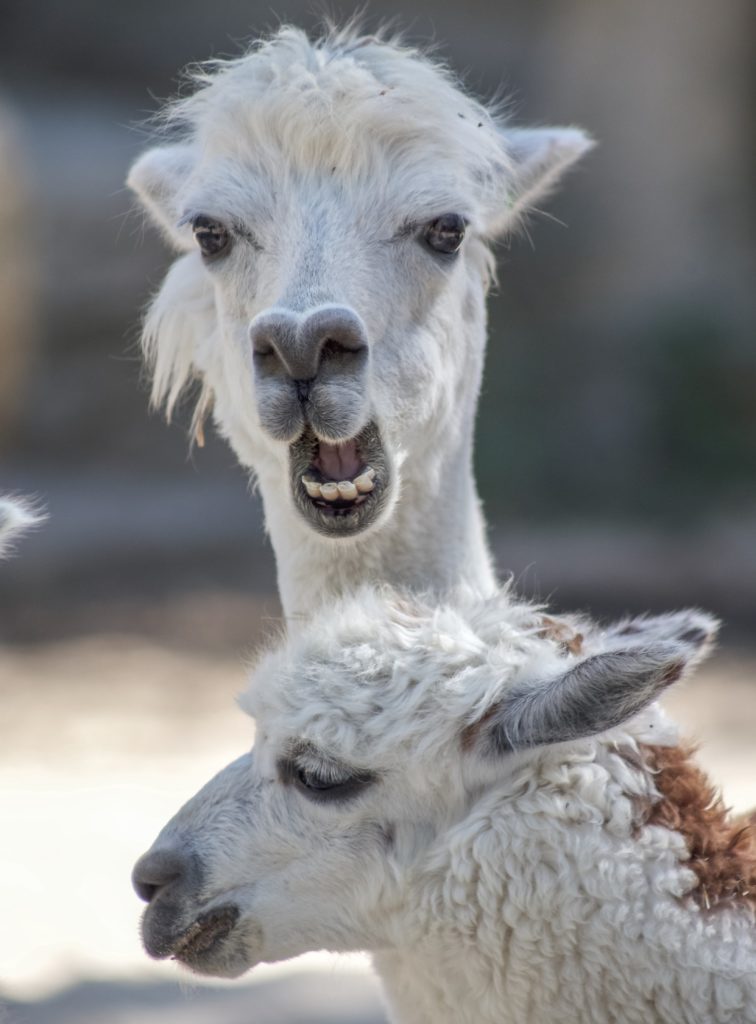 a llama with its mouth open