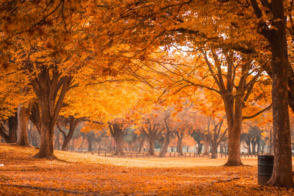 a group of trees with orange leaves