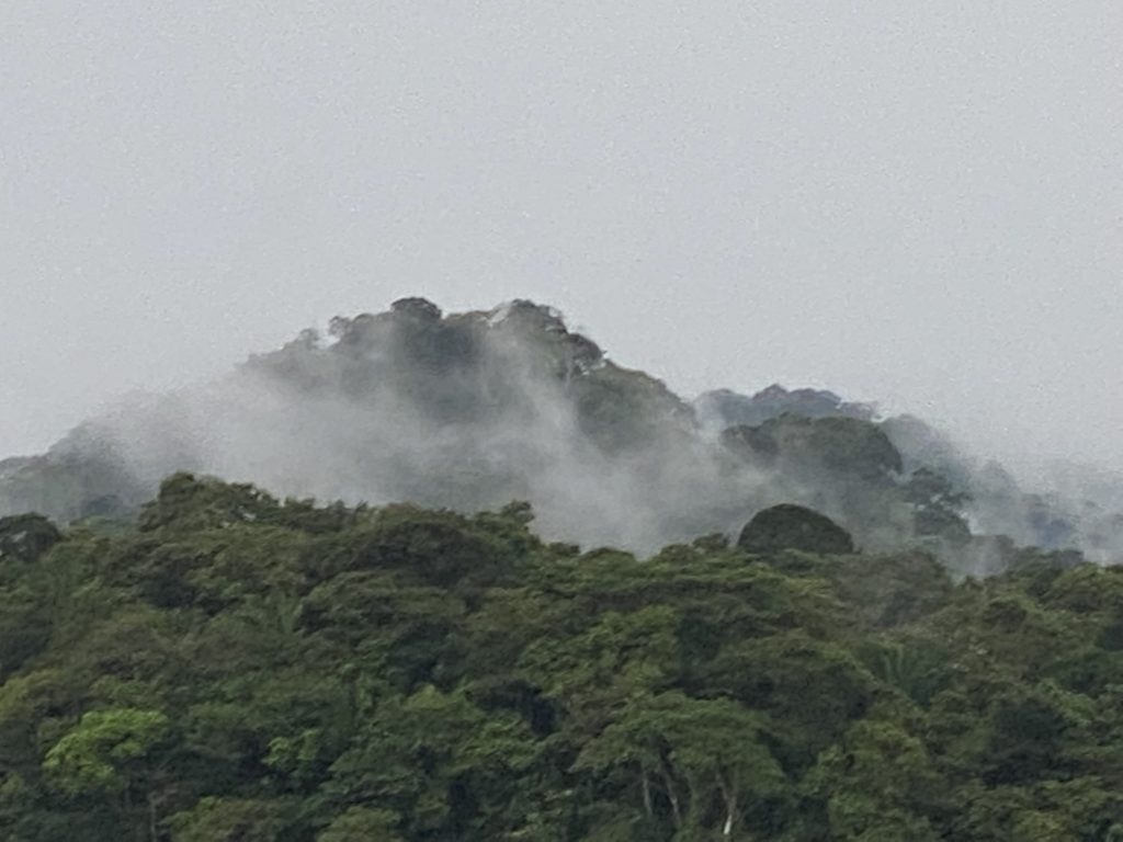 a foggy forest with trees