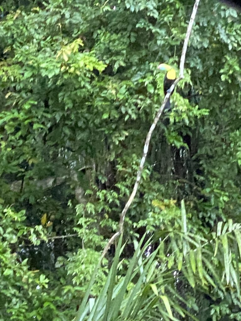a bird sitting on a branch in a forest