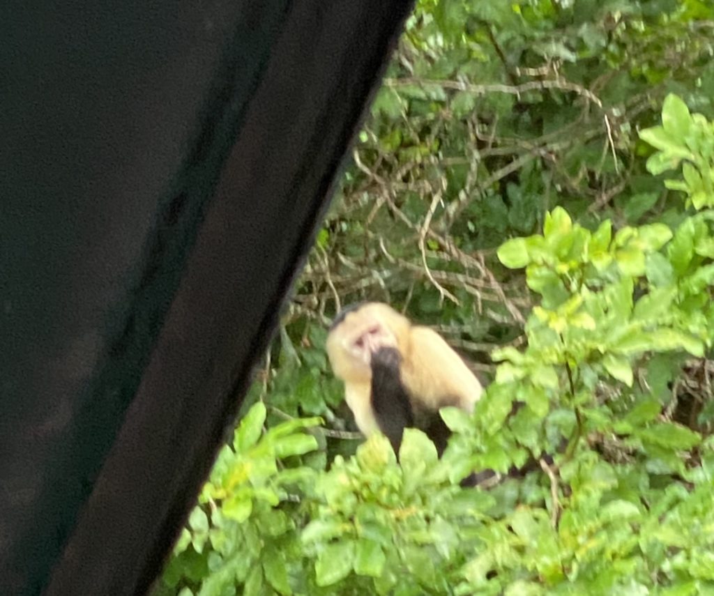a monkey in a tree