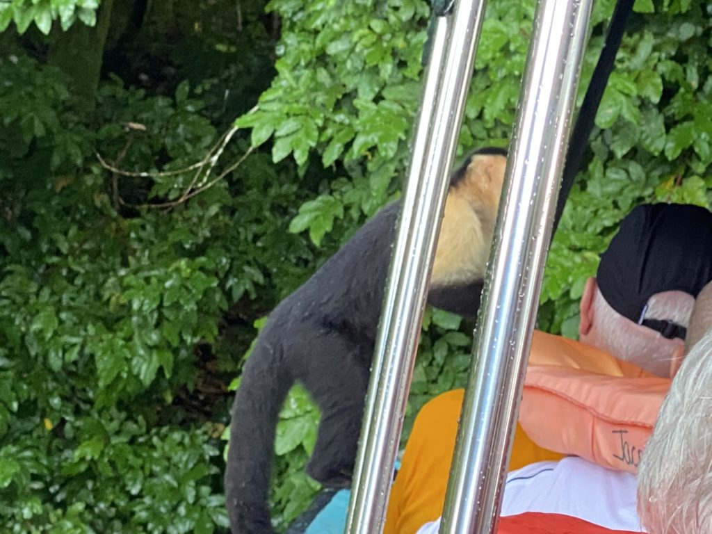 a monkey on a swing