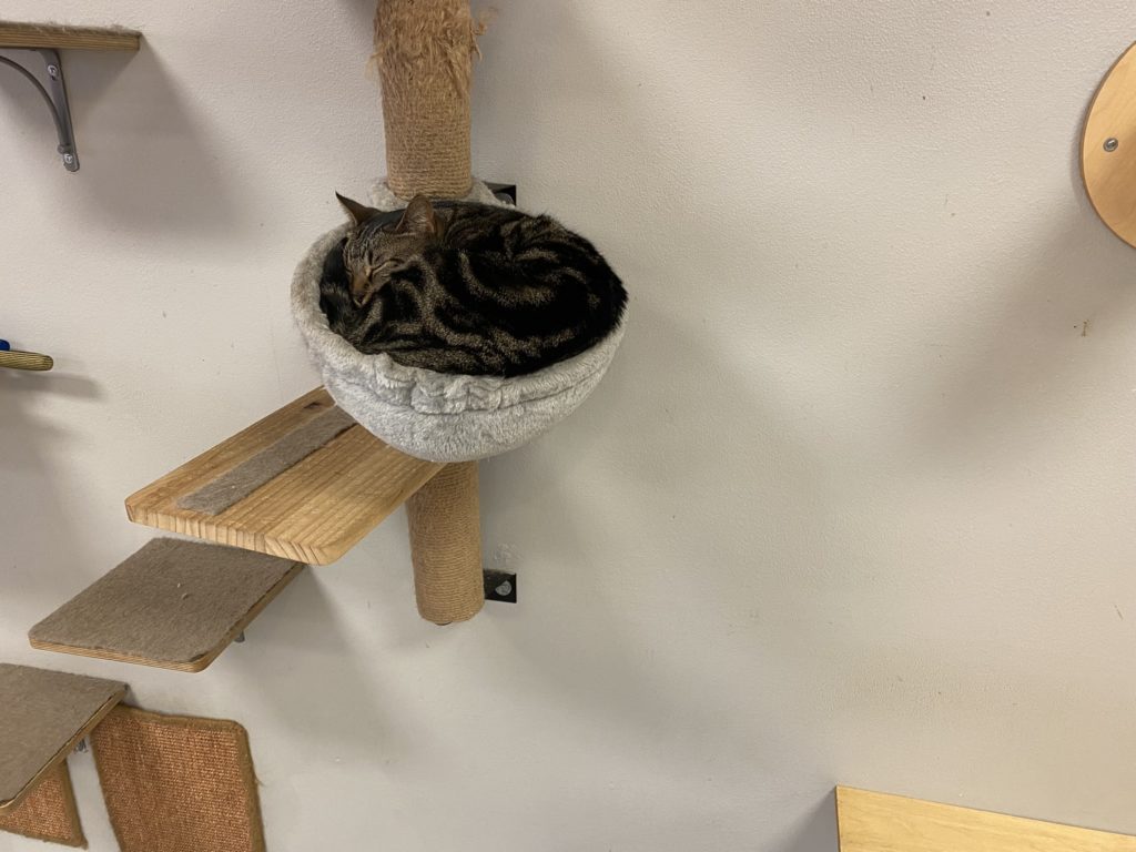 a cat sleeping in a cat tree