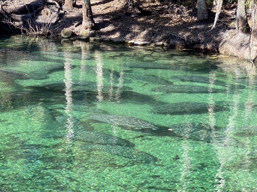 a group of fish in a body of water