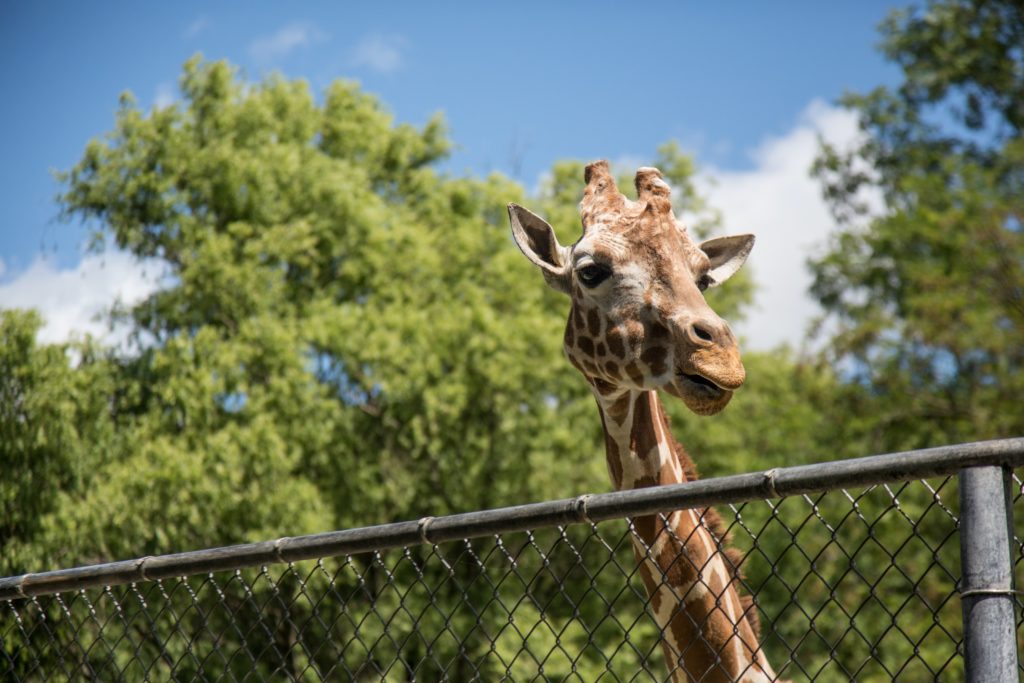 a giraffe behind a fence