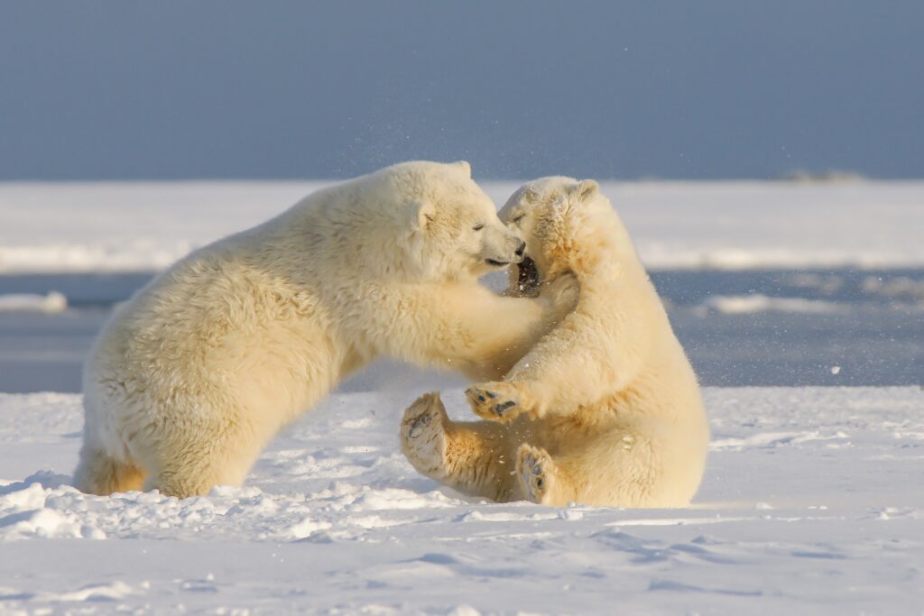 two polar bears playing in the snow