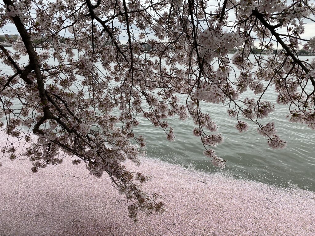 a tree with white flowers on the shore of a lake
