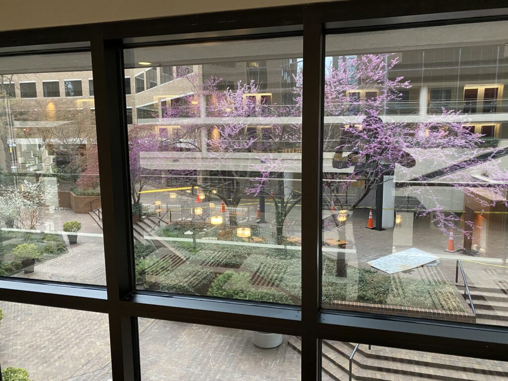 a window with purple flowers outside