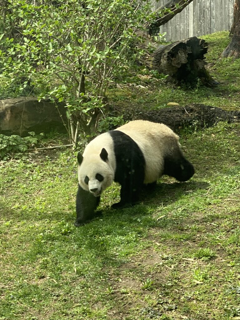 a panda bear walking on grass