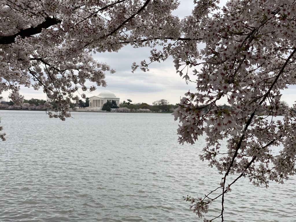 a cherry blossom tree with a building in the background